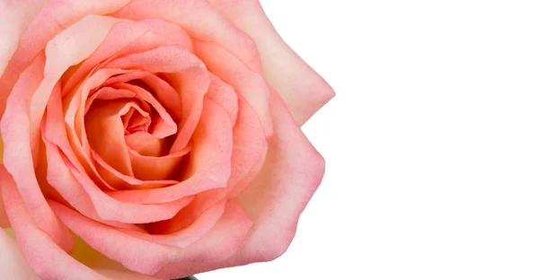 Beautiful pink rose isolated on white background — Stock Photo, Image
