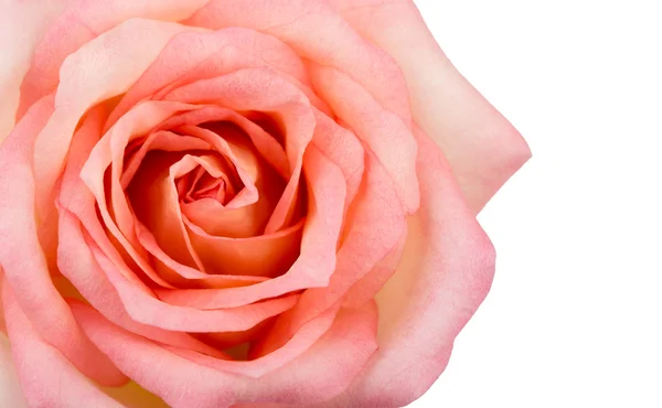 Όμορφο ροζ τριαντάφυλλο απομονωμένο σε λευκό φόντο — Φωτογραφία Αρχείου