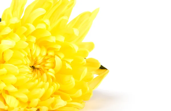 Красивый желтый цветок на белом фоне — стоковое фото