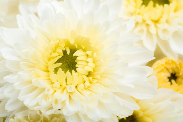Красива Біла квітка — стокове фото