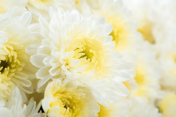 Vacker vit blomma — Stockfoto