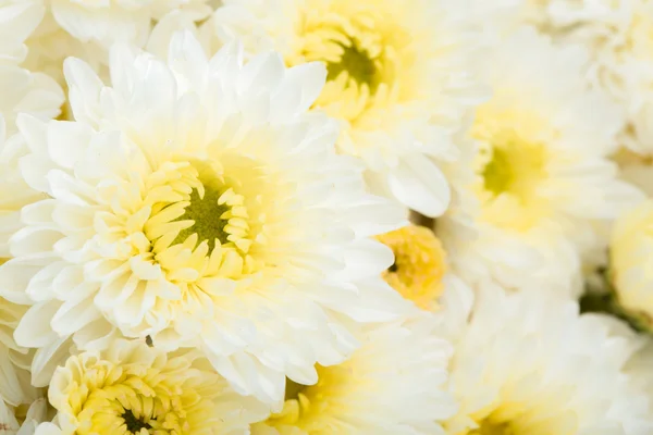 美丽的白花 — 图库照片