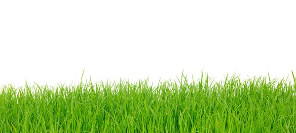 Fresca primavera erba verde isolato su sfondo bianco — Foto Stock