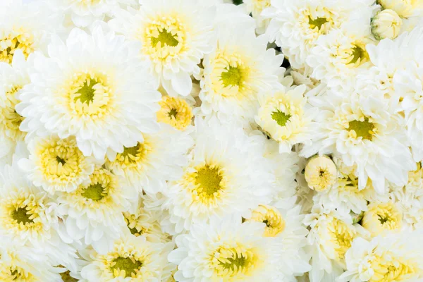 Bellissimo fiore bianco — Foto Stock