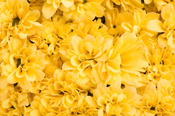 Hermosa flor amarilla — Foto de Stock