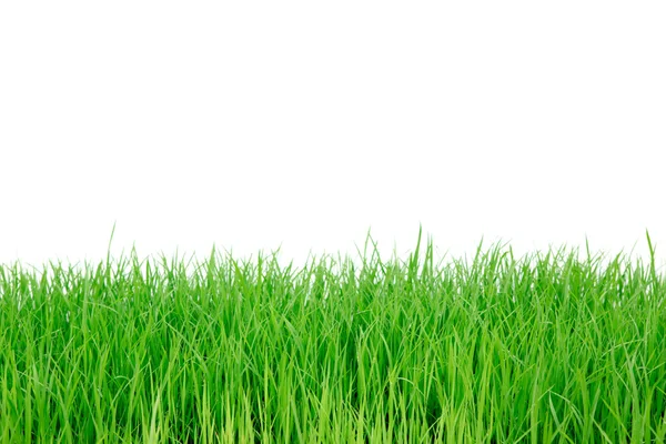 Свіжа весняна зелена трава ізольована на білому тлі — стокове фото