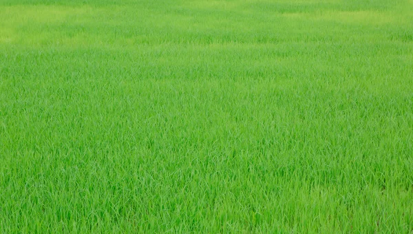 Image of fresh spring green grass — Stock Photo, Image