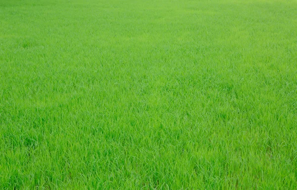 Immagine di fresca erba verde primaverile — Foto Stock