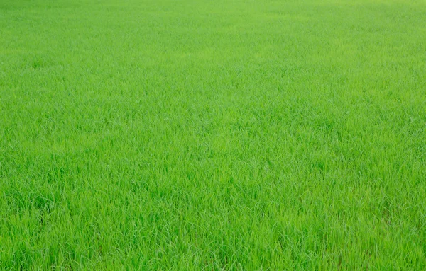 Image of fresh spring green grass — Stock Photo, Image