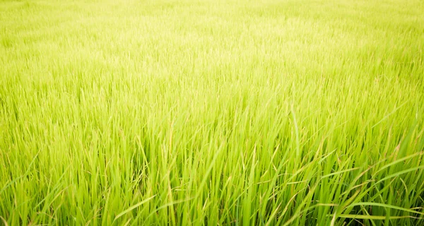 Riz paddy dans le champ — Photo