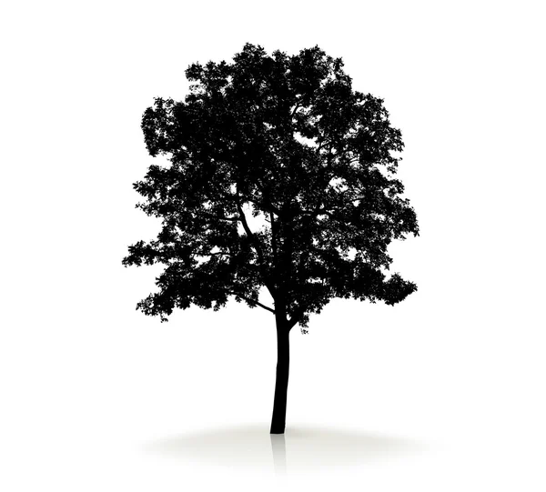 Silhouette albero su sfondo bianco — Foto Stock