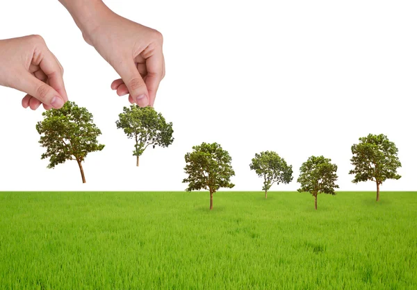 Hand pflanzt Baum auf frischem frühlingsgrünem Gras mit Kopierraum — Stockfoto