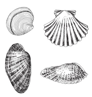 4 shells clipart