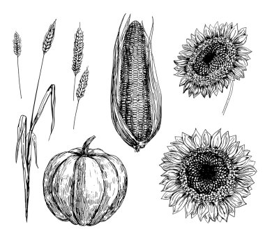 Wheat, corn, pumpkin and sunflowers clipart