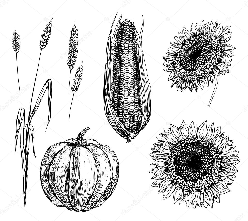 Wheat, corn, pumpkin and sunflowers