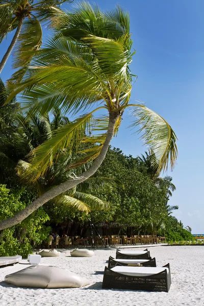 Coconut trees and beach couches with blue sky — Stock Photo, Image