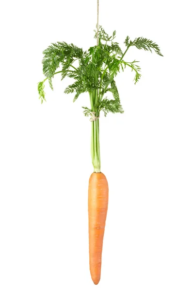 Zanahoria colgando de una cuerda —  Fotos de Stock