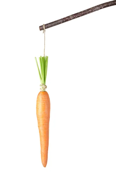 Carrot hanging by a string — Stock Photo, Image