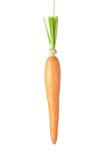 Bungelen wortel — Stockfoto