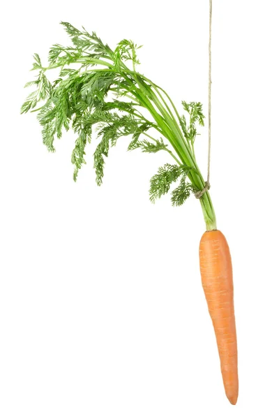 Zanahoria colgante —  Fotos de Stock