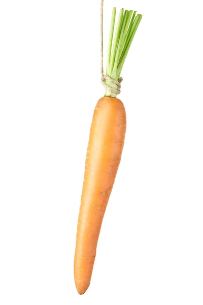 Hanging carrot — Stock Photo, Image