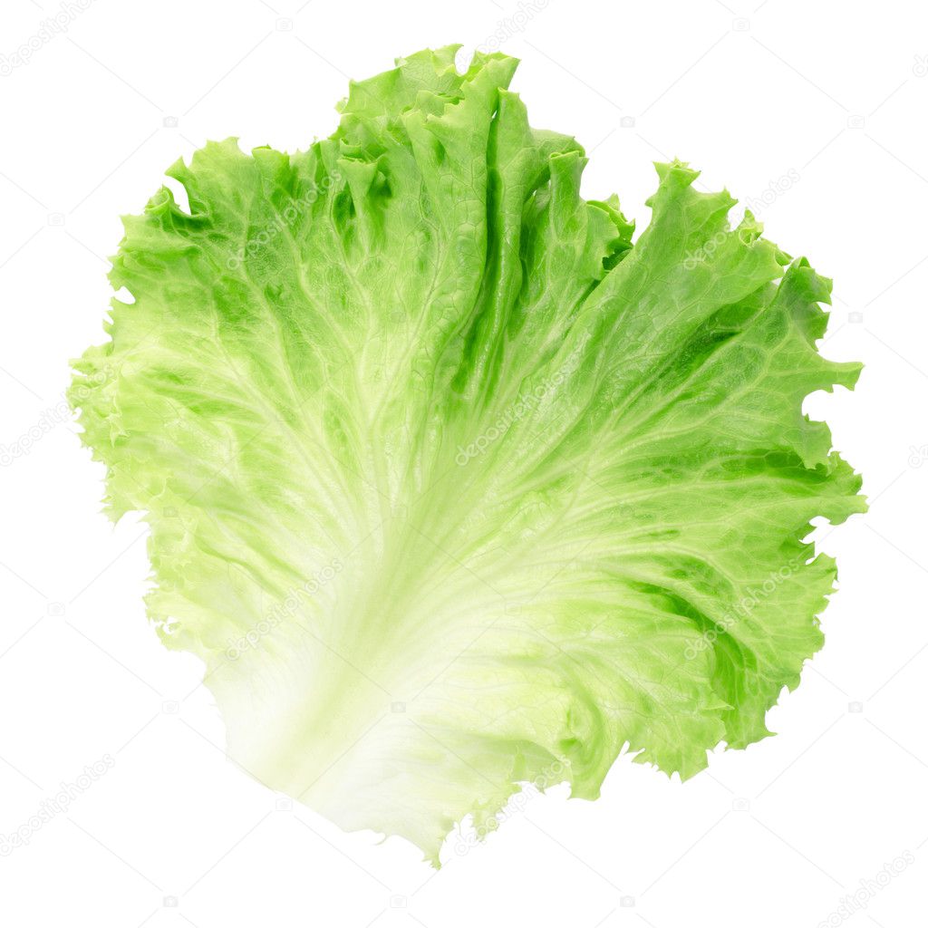 Salatblatt auf Weiß — Stockfoto © AndreaA. #11152384