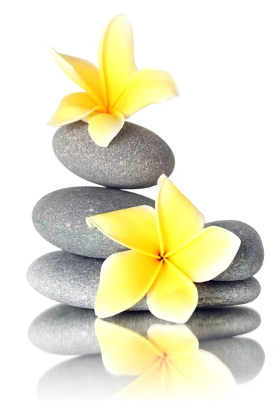 Gelbe Blüten auf gestapelten Steinen — Stockfoto