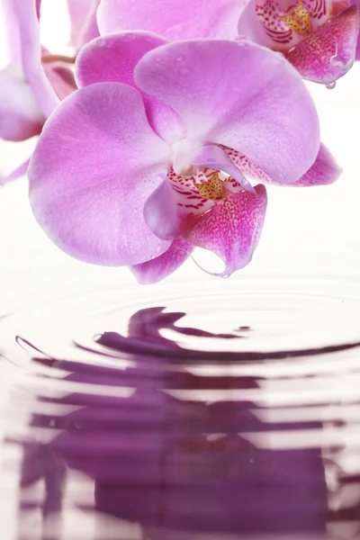 Růžová orchidej — Stock fotografie