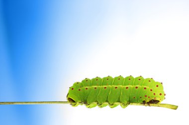 Caterpillar on blue background clipart