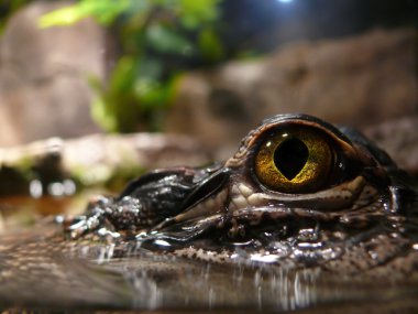 Closeup of a crocodile clipart