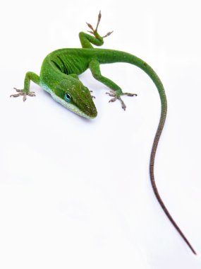 Lizard clipart