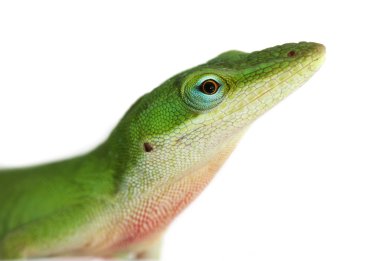 Lizard clipart