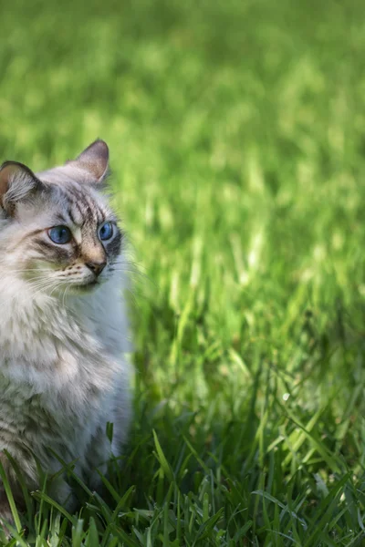 Blue eyed cat — Stock Photo, Image