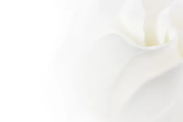 Zachte witte bloem achtergrond — Stockfoto