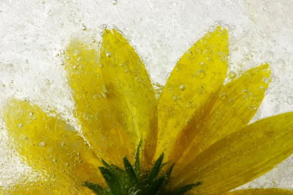 Frysta gul blomma — Stockfoto