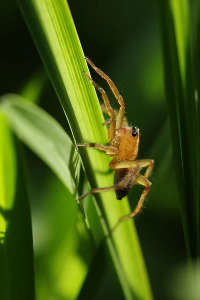 Stock image Macro of a spider