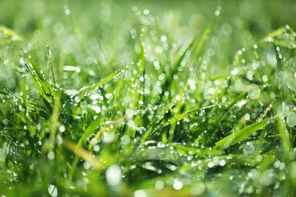 Мокрая трава — стоковое фото