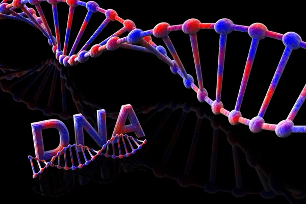 ДНК-3D — стоковое фото