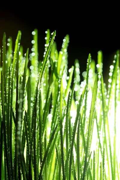緑の草の露に覆われています。 — ストック写真