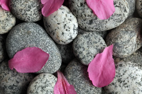 Ομαλές πέτρες με πέταλα λουλουδιών — Φωτογραφία Αρχείου