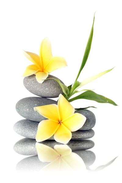 Gula blommor på staplade stenar — Stockfoto