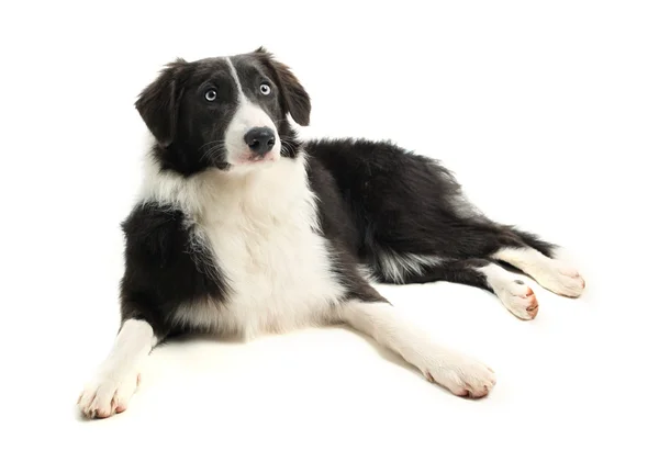 8 month old Border Collie — Stock Photo, Image