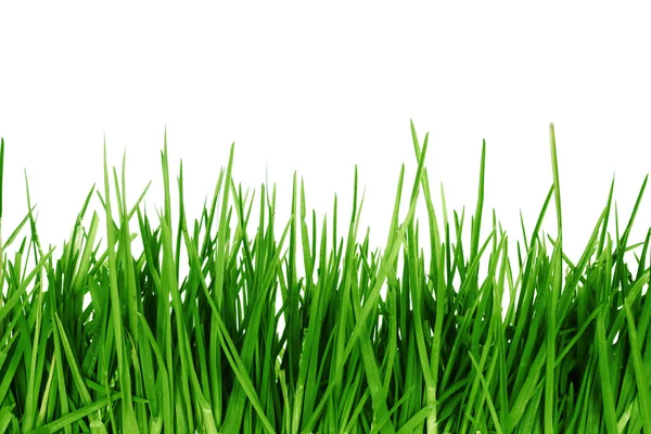 Zöld fű, elszigetelt — Stock Fotó
