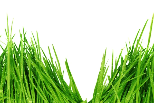 新鲜绿草 — 图库照片