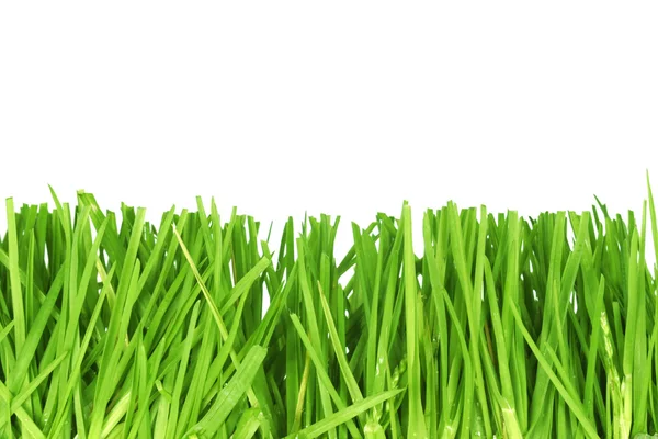 Vers gemaaid gras — Stockfoto
