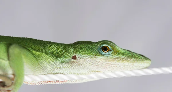 Lizard relaxing on rope — Stock Photo, Image