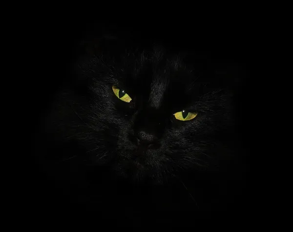 Чорний кіт з жовтими очима — стокове фото