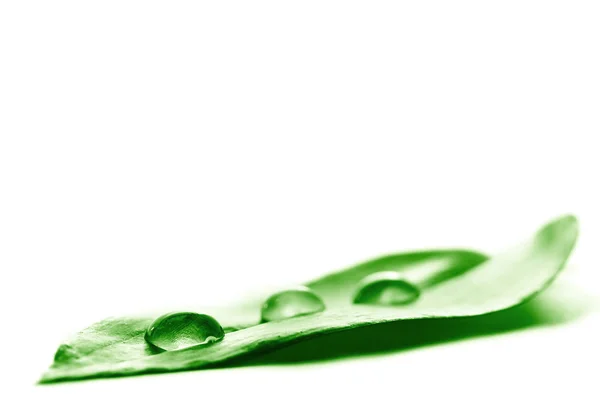 Waterdruppel op een blad — Stockfoto