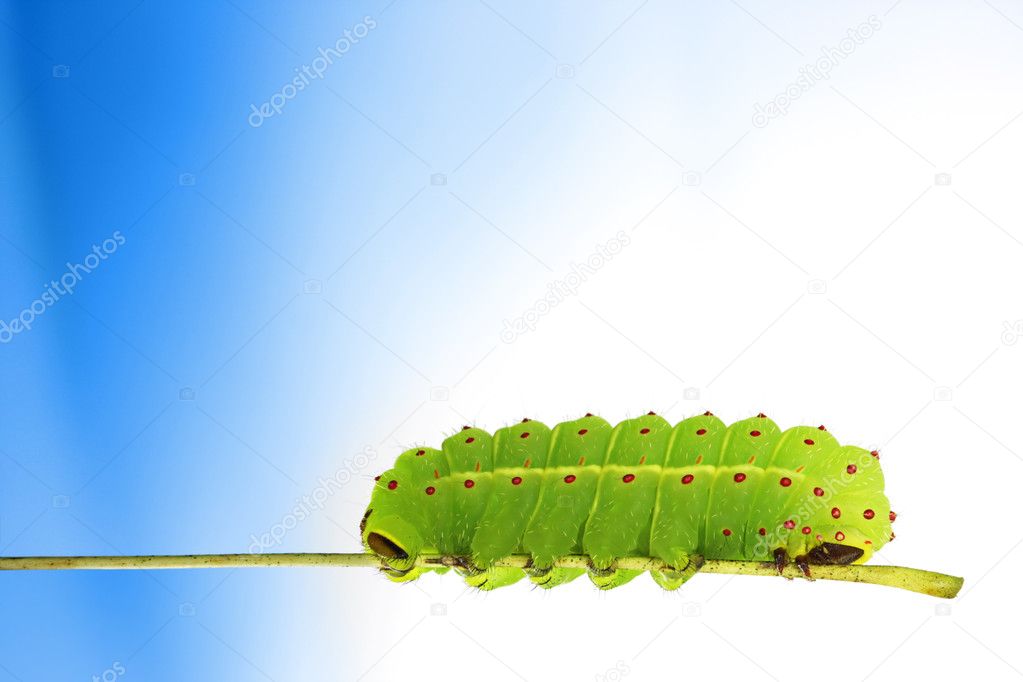 Caterpillar on blue background