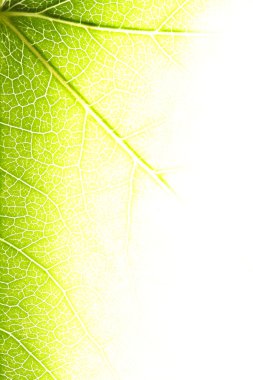 Bright leaf closeup clipart